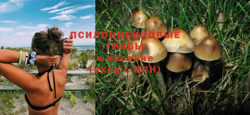 ссылка на мегу рабочий сайт  Барыш  Галлюциногенные грибы Psilocybe  сколько стоит 